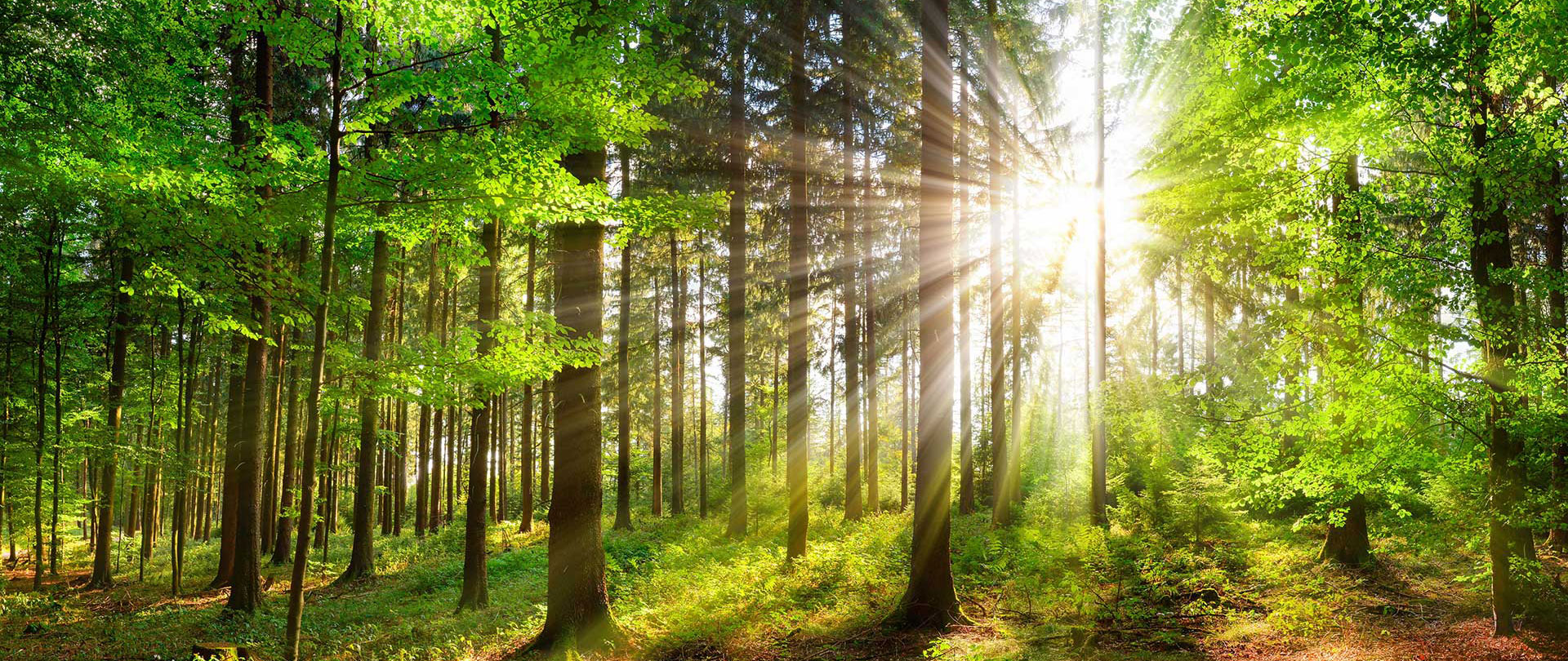 Grüner Sonnendurchstrahlter wald